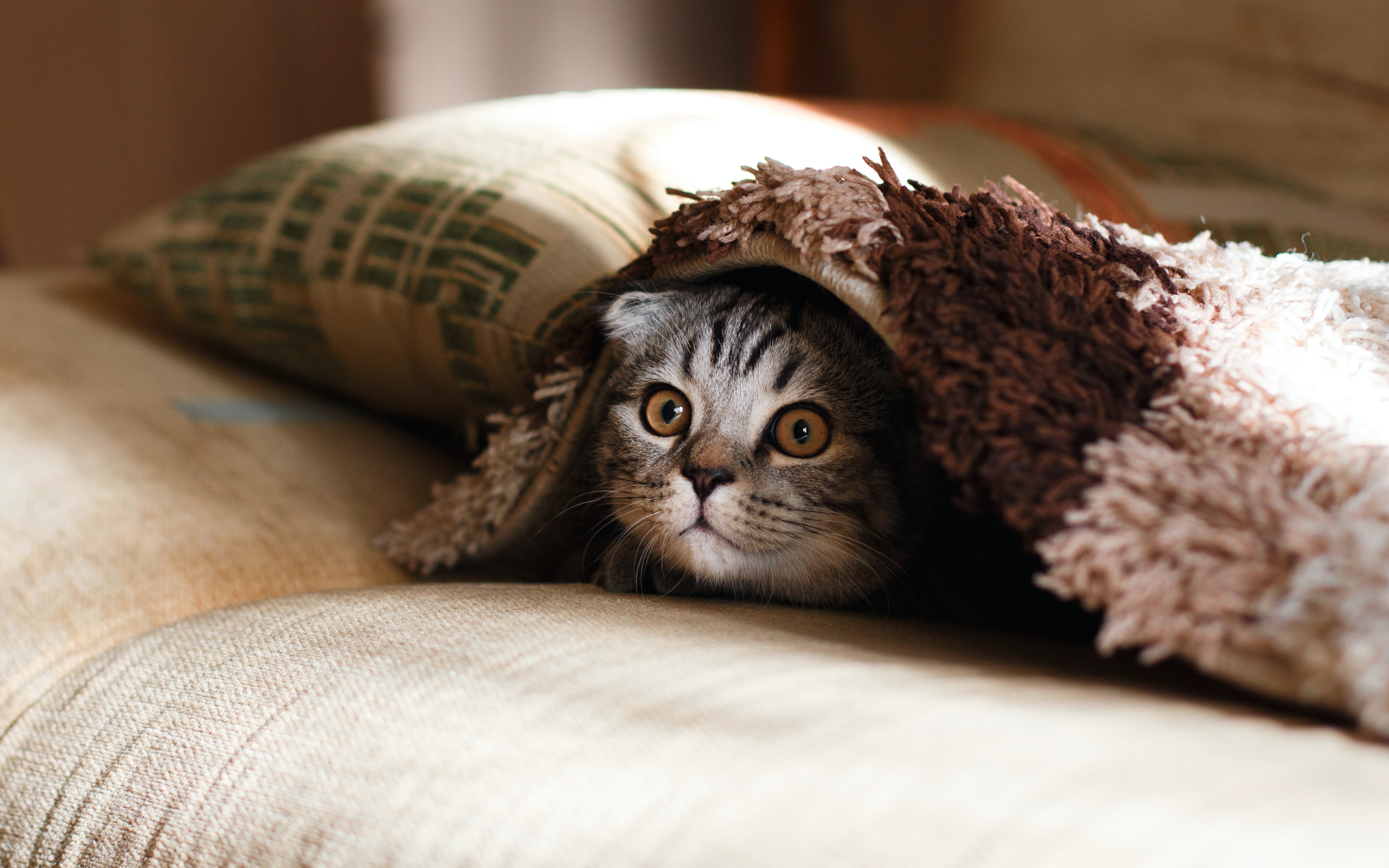 Grey cat under brown blanket